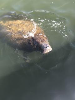 937 Prescott - Fort Myers Beach - 8
