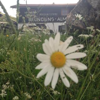 Bründling-Alm Berggasthof auf 1167m auf dem Hochfelln - Bergen - 5