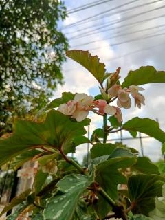 Entre Mangos y Tucanes - 6