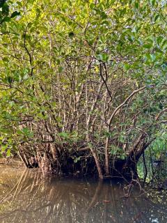 Meadow Cabanas - Tangalle - 4