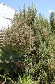 The Calitz - Calitzdorp - 7
