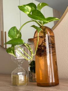 Urban Jungle Studio - Selargius - 1
