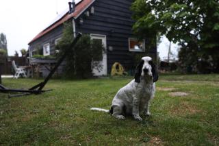Bed & Kip De plek voor mens en hond - - 8