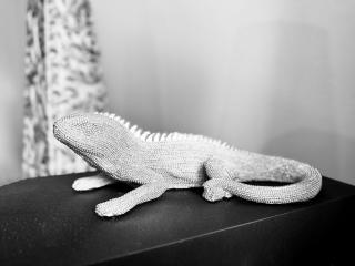 Le Refuge de l'Iguane - 9