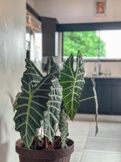 MaBri Arenal Home - 3