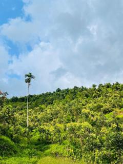Gallene Gala Nature Resort - 6