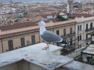 Divisi - Palermo - 5