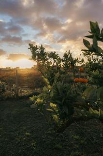 Martina's Vineyard - villa - 2