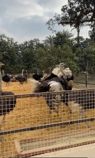 Sultan's Meadow - Il Cairo - 5