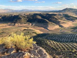 Dehesilla Olive Orchard Retreat - 5