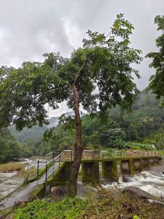 The Serene Cottage - Viripara - 4