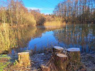 Nuthatch Lodge - King's Lynn - 4