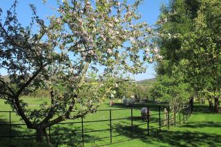 The Old Vicarage with hot tub & sauna - Vowchurch - 1