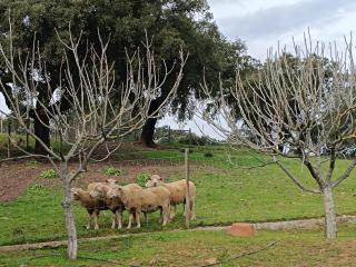Countryside retreat Évora - Redondo - 1