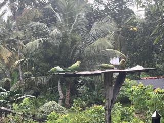 KULASEWANA Villa - Wadduwa - 2