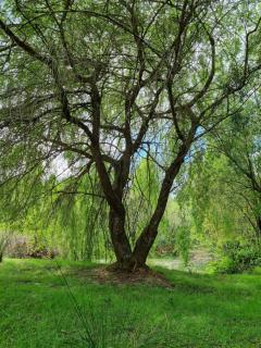 Ruka Rayen - Quepe - 5