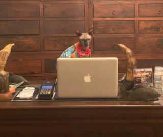 Cafe ice resident - 7