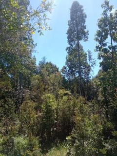 Espacio Bosque La Quemada - Puerto Varas - 2