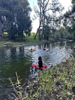 Black Cockatoo Tyalgum - 4