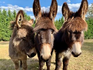 The Milking Shed - 1