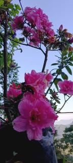 Salakhahomestay - Rongli - 5