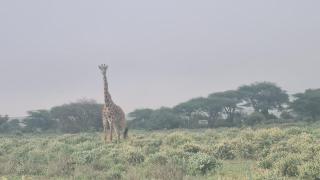 Amanya Star Bed Amboseli - Amboseli - 1