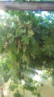 Maison Pelissier Bed and Breakfast with sweeming pool - Cuxac-dʼAude - 7