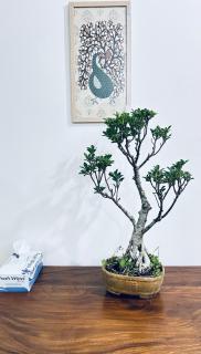 The Green Home with Mountain View on the way KK-TVM Highway - 8