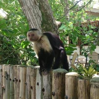 Delightful garden apartment, 2 min to beach - Cahuita - 1