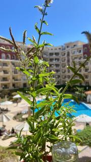 Florenza Khamsin Resort compound - Hurghada - 8