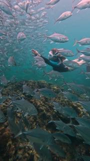 Bughaw Dive House - Anilao, Mabini, Batangas - Mabini - 4