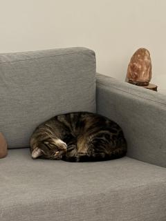 cozy room with cat Jätkäsaari Helsinki - Helsinki - 9