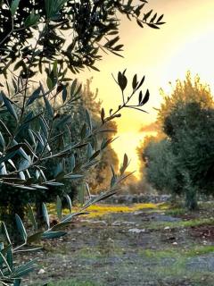 Tenuta La NZegna - San Vito dei Normanni - 2