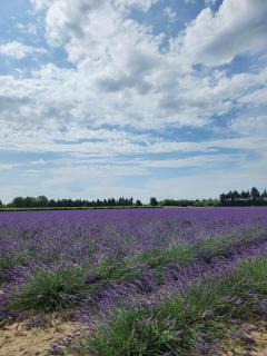 Gîtes Violettes et Amandier - Violès - 2