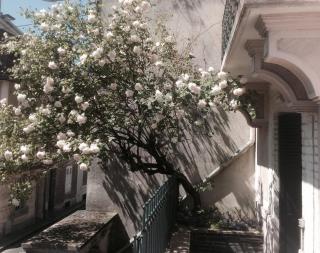 La Maison Rose et son jardin - Trouville-sur-Mer - 1