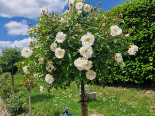 domaine de La Dive - Sainte-Marguerite-de-Viette - 1