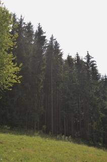 Treehouse Velké Losiny - Velké Losiny - 8