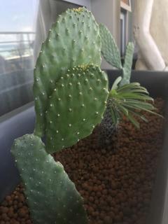 Tahiti Ethnik 2 bedrooms AC Pool - 9