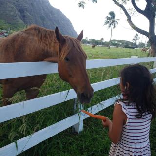 1br with 1ba Oceanfront in Beautiful Kualoa - Kaneohe - 4