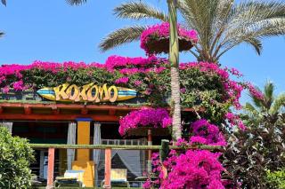 Kokomo on the beach with heated swimming pool - 8