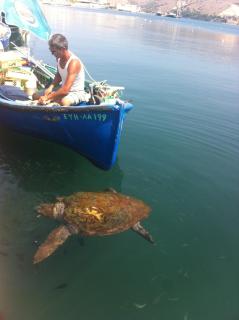 Elegant and Serene Villa Angeliki - 4