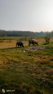 Hotel Tiger Tops Sauraha - 9