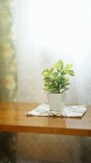 The Green Nook - Airy - Tezpur - 9