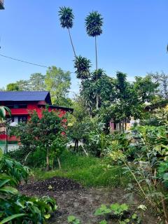 The Green Nook - Airy - Tezpur - 4