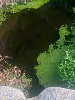 Oultan Homestead Farm Stay - - 4