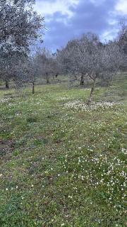 AMA Village - Abrantes - Abrantes - 4