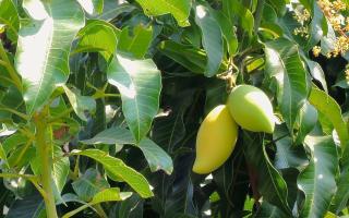 Mango Spa & Resort - Hua Hin - 7