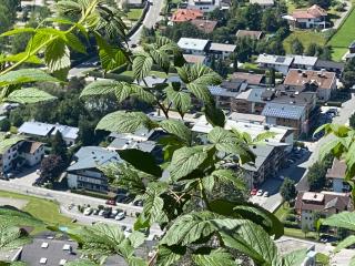 Murmeltier-Stube - 9