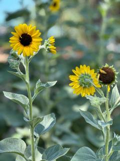 Casa los girasoles - La Rioja - 5