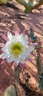Domos del Viento - Cafayate - 8